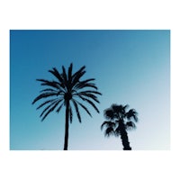 two palm trees silhouetted against a blue sky