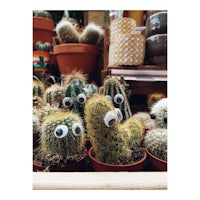 a group of cactus plants with eyes on them